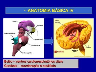 • ANATOMIA BÁSICA IV
Bulbo – centros cardiorrespiratórios vitaisBulbo – centros cardiorrespiratórios vitais
Cerebelo – coordenação e equilíbrioCerebelo – coordenação e equilíbrio
 