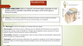 Anatomia
 CUERO CABELLUDO: dada su irrigación, las hemorragias originadas en este
pueden producir perdidas importantes de sangre, shock hemorrágico e
incluso la muerte.
 Cráneo: La fosa anterior alberga los lóbulos frontales, la fosa media los lóbulos
temporales y la fosa posterior el tronco cerebral bajo y el cerebelo
 Meninges: cubren el cerebro y constan de tres capas:
-Duramadre: membrana dura y fibrosa que se adhiere firmemente a la superficie
interna del cráneo, esta se divide en 2 hojas que engloban senos venosos, el seno
sagital superior drena hacia los senos transversos.
-Aracnoides: delgada y transparente, esta no esta unida a la duramadre subyacente
existe el espacio subaracnoideo.
-Piamadre: está firmemente adherida a la superficie cerebral, el LCL llena el espacio
subaracnoideo, la hemorragia subaracnoidea ocurre con frecuencia en la contusión
cerebral
 