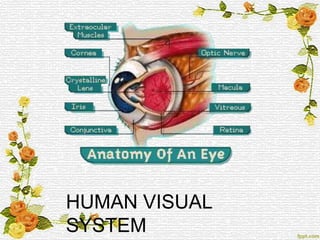 HUMAN VISUAL
SYSTEM
 
