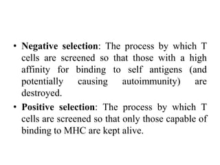 • Negative selection: The process by which T
cells are screened so that those with a high
affinity for binding to self antigens (and
potentially causing autoimmunity) are
destroyed.
• Positive selection: The process by which T
cells are screened so that only those capable of
binding to MHC are kept alive.
 