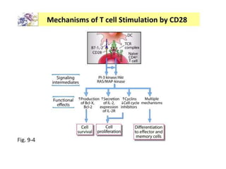 T CELL ACTIVATION.pptx