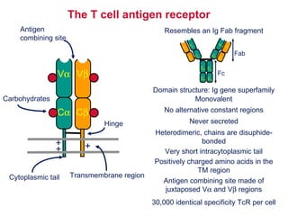 The T cell antigen receptor V  V  C  C  Carbohydrates Hinge Monovalent Resembles an Ig Fab fragment No alternative constant regions Never secreted Domain structure: Ig gene superfamily Heterodimeric, chains are disuphide-bonded Very short intracytoplasmic tail + + + Positively charged amino acids in the TM region Antigen combining site Antigen combining site made of juxtaposed V   and V   regions 30,000 identical specificity TcR per cell Fab V H V L Fc C L C H V L V H C H C L C H C H C H C H Transmembrane region Cytoplasmic tail 