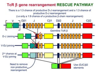 TcR    gene rearrangement  RESCUE PATHWAY There is a 1:3 chance of productive D-J rearrangement and a 1:3 chance of productive D-J rearrangement (i.e only a 1:9 chance of a productive    chain rearrangement) Use (DJC)  2 elements D  1 J C  1 D  2 J C  2 Germline TcR   D-J Joining V-DJ joining V 2 nd  chance at V-DJ joining Need to remove non productive rearrangement 
