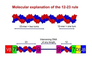 Molecular explanation of the 12-23 rule 23-mer = two turns 12-mer = one turn Intervening DNA of any length 23 V  9 7 12 D  J  7 9 