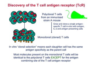 Discovery of the T cell antigen receptor (TcR) Polyclonal T cells from an immunised strain A mouse Monoclonal (cloned) T cells In vitro “clonal selection” means each daughter cell has the same antigen specificity as the parent cell Most molecules present on the monoclonal T cells will be identical to the polyclonal T cells  EXCEPT   for the antigen combining site of the T cell antigen receptor Grow and clone a single antigen-specific T cell in-vitro with antigen, IL-2 and antigen presenting cells 