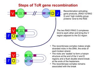 Recombination activating gene products, (RAG1 & RAG 2) and ‘high mobility group proteins’ bind to the RSS The two RAG1/RAG 2 complexes bind to each other and bring the V region adjacent to the DJ region The recombinase complex makes single stranded nicks in the DNA, the ends of each broken strand.  The nicks are ‘sealed’ to form a hairpin structure at the end of the V and D regions and a flush double strand break at the ends of the heptamers.  The recombinase complex remains associated with the break Steps of TcR gene recombination V 7 23 9 D 7 12 9 J V 7 23 9 7 23 9 7 12 9 D 7 12 9 J 7 23 9 7 12 9 V D J 