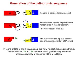 Endonuclease cleaves single strand at random sites in V and D segment Generation of the palindromic sequence In terms of G to C and T to A pairing, the ‘new’ nucleotides are palindromic. The nucleotides   GA  and  TA  were not in the genomic sequence and introduce diversity of sequence at the V to D join. The nicked strand ‘flips’ out  V TC AG U D J AT TA U V TC~ GA AG D J AT TA ~TA The nucleotides that flip out, become part of the complementary DNA strand V TC AG U D J AT TA U Regions to be joined are juxtaposed 