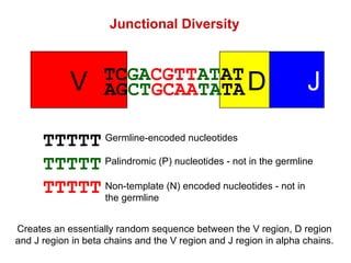 Junctional Diversity TTTTT TTTTT TTTTT Germline-encoded nucleotides Palindromic (P) nucleotides - not in the germline Non-template (N) encoded nucleotides - not in the germline Creates an essentially random sequence between the V region, D region and J region in beta chains and the V region and J region in alpha chains. V D J TC GA CGTT AT AT AG CT GCAA TA TA 