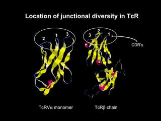 T Cell Antigen Receptor | PPT