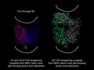 V   and V   of TcR recognising a peptide from MHC class I wire  plot showing amino acid sidechains    TcR recognising a peptide from MHC class II wire plot showing amino acid sidechains Turn through 90 º 