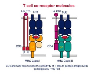 T cell co-receptor molecules   CD8 MHC Class I MHC Class II  3  2 TcR TcR CD4 Lck PTK Lck PTK CD4 and CD8 can increase the sensitivity of T cells to peptide antigen MHC complexes by ~100 fold 