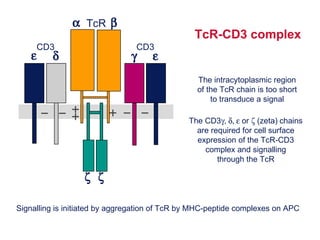 TcR-CD3 complex The intracytoplasmic region of the TcR chain is too short to transduce a signal Signalling is initiated by aggregation of TcR by MHC-peptide complexes on APC The CD3  or   (zeta)  chains are required for cell surface expression of the TcR-CD3 complex and signalling through the TcR        TcR         CD3 CD3 