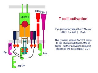 Fyn phosphorylates the ITAMs of CD3  ,   ,    and    ITAMS T cell activation The tyrosine kinase ZAP-70 binds to the phosphorylated ITAMs of CD3   - further activation requires ligation of the co-receptor, CD4  Zap-70 Lck Fyn CD4 CD45 P MHC II 