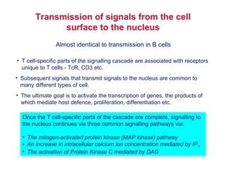 Transmission of signals from the cell surface to the nucleus T cell-specific parts of the signalling cascade are associated with receptors unique to T cells - TcR, CD3 etc. Subsequent signals that transmit signals to the nucleus are common to many different types of cell. The ultimate goal is to activate the transcription of genes, the products of which mediate host defence, proliferation, differentiation etc. Once the T cell-specific parts of the cascade are complete, signalling to the nucleus continues via three common signalling pathways via:  The mitogen-activated protein kinase (MAP kinase) pathway An increase in intracellular calcium ion concentration mediated by IP 3 The activation of Protein Kinase C mediated by DAG Almost identical to transmission in B cells 