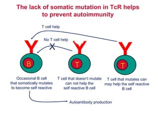 T cell that doesn’t mutate can not help the self reactive B cell T cell that mutates can may help the self reactive B cell The lack of somatic mutation in TcR helps to prevent autoimmunity Y B Occasional B cell that somatically mutates to become self reactive Y T X No T cell help Y T T cell help Autoantibody production 