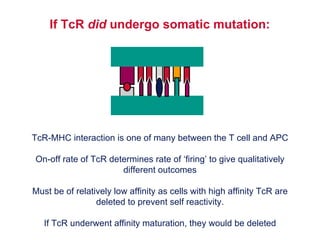 Tcr Class T Cell Antigen Receptor | PPT