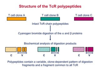 Structure of the TcR polypeptides Cyanogen bromide digestion of the    and    proteins Biochemical analysis of digestion products Polypeptides contain a variable, clone-dependent pattern of digestion fragments and a fragment common to all TcR Intact TcR chain polypeptides T cell clone A T cell clone B T cell clone C C C C V V V 