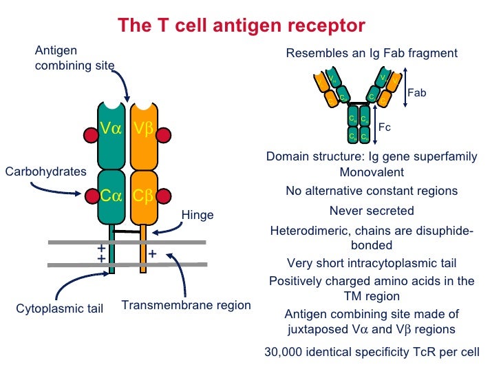 T Cell Antigen Receptor