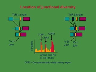 T Cell Antigen Receptor | PPT