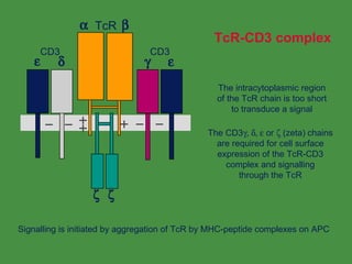 T Cell Antigen Receptor | PPT