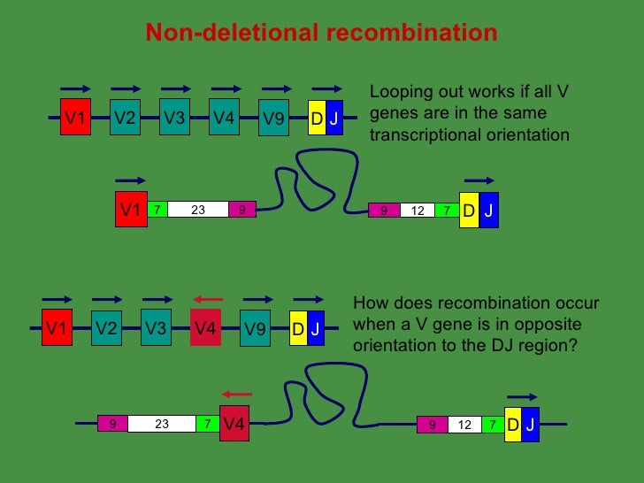 T Cell Antigen Receptor