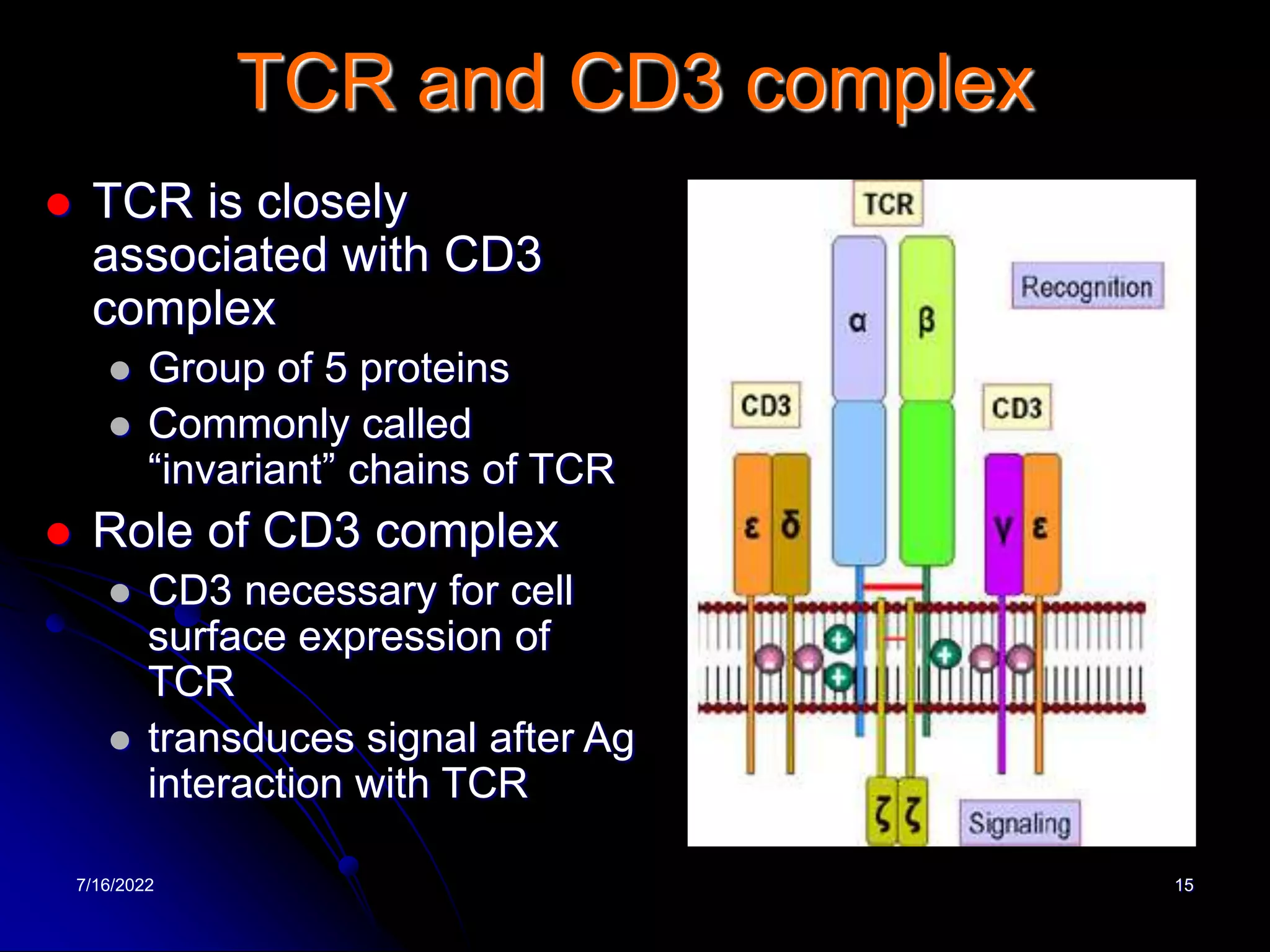 7/16/2022 15
TCR and CD3 complex
 TCR is closely
associated with CD3
complex
 Group of 5 proteins
 Commonly called
“invariant” chains of TCR
 Role of CD3 complex
 CD3 necessary for cell
surface expression of
TCR
 transduces signal after Ag
interaction with TCR
 