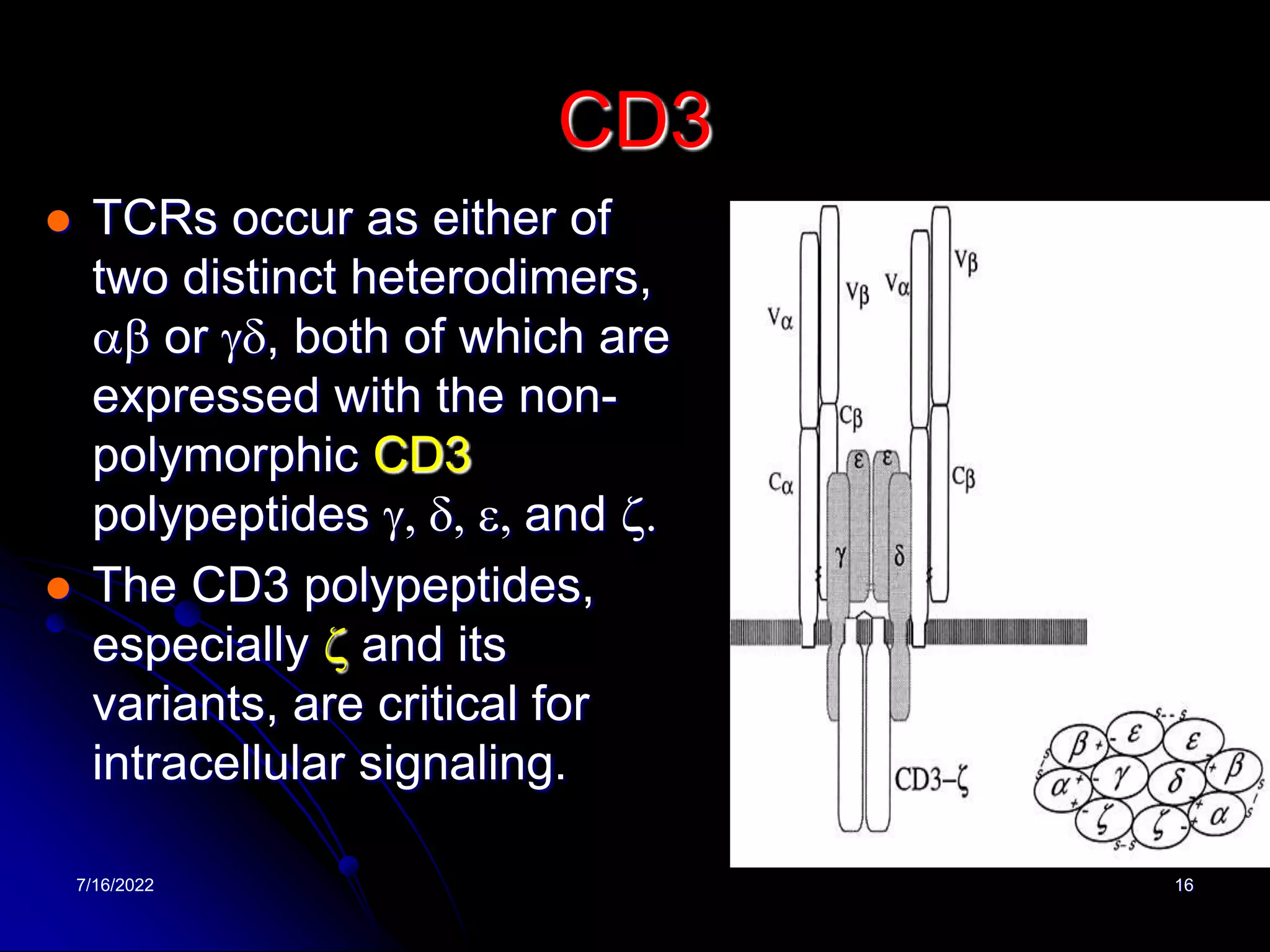 7/16/2022 16
CD3
 TCRs occur as either of
two distinct heterodimers,
ab or gd, both of which are
expressed with the non-
polymorphic CD3
polypeptides g, d, e, and z.
 The CD3 polypeptides,
especially z and its
variants, are critical for
intracellular signaling.
 