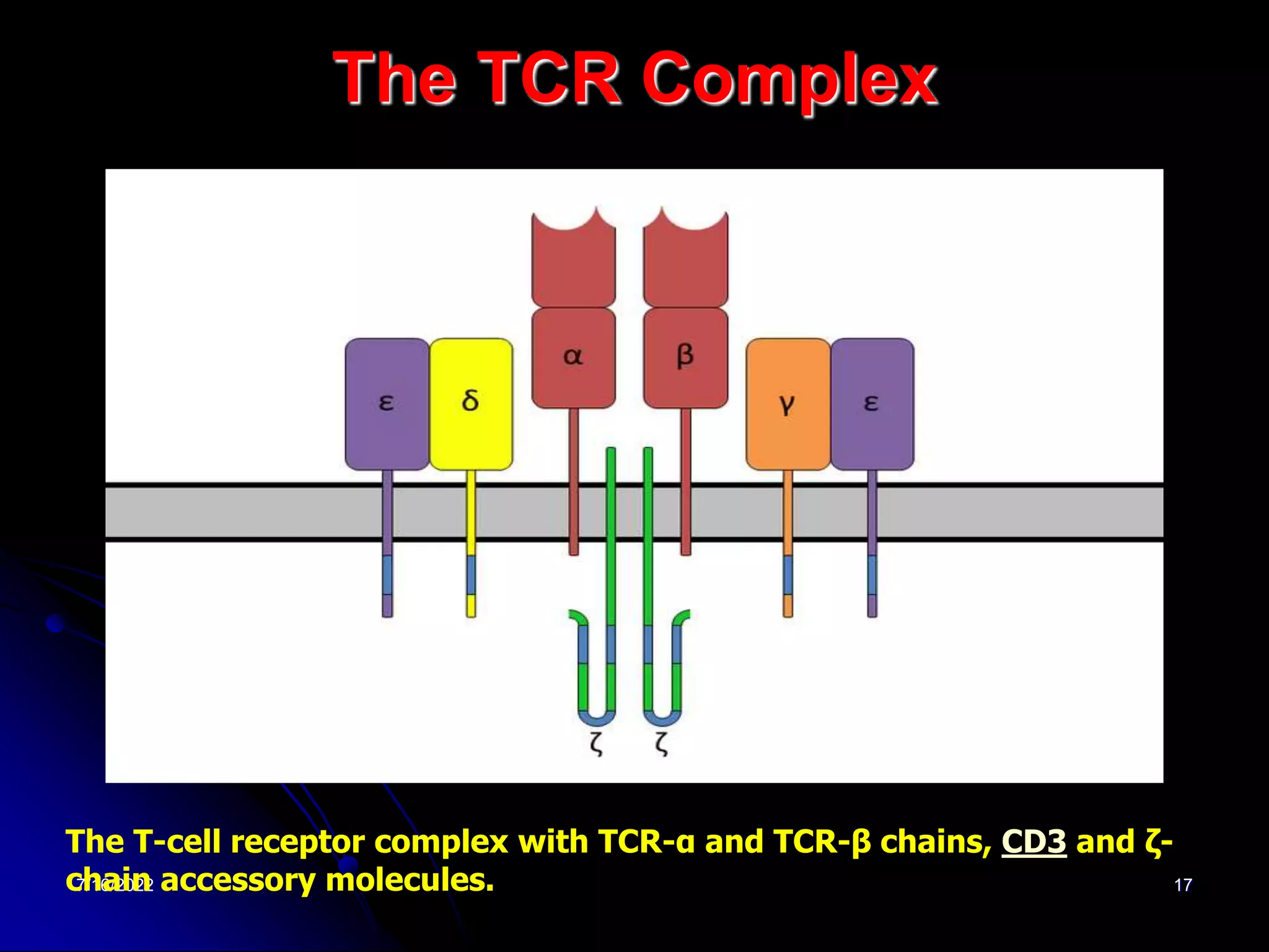 7/16/2022 17
The TCR Complex
The T-cell receptor complex with TCR-α and TCR-β chains, CD3 and ζ-
chain accessory molecules.
 