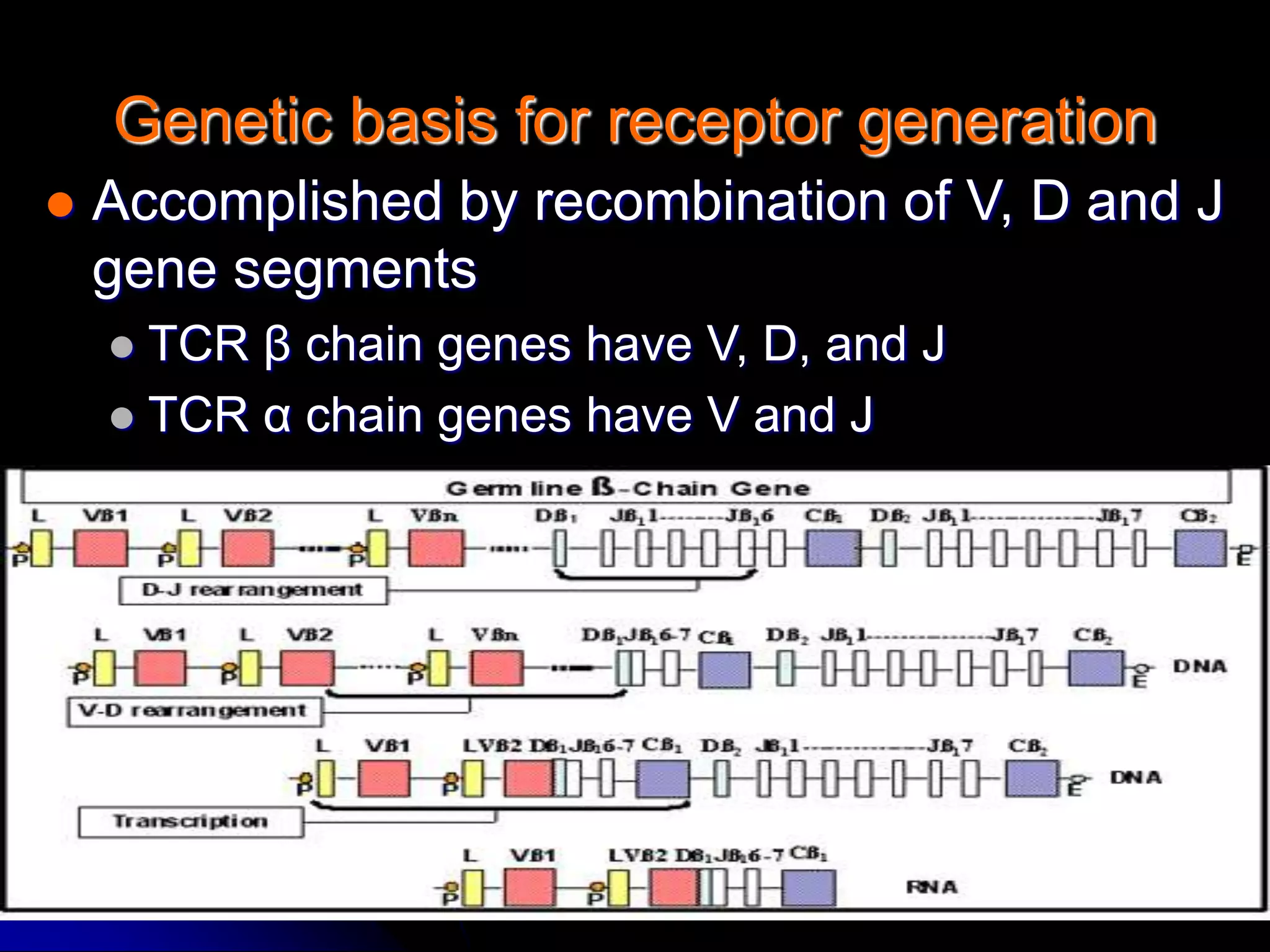 7/16/2022 19
Genetic basis for receptor generation
 Accomplished by recombination of V, D and J
gene segments
 TCR β chain genes have V, D, and J
 TCR α chain genes have V and J
 