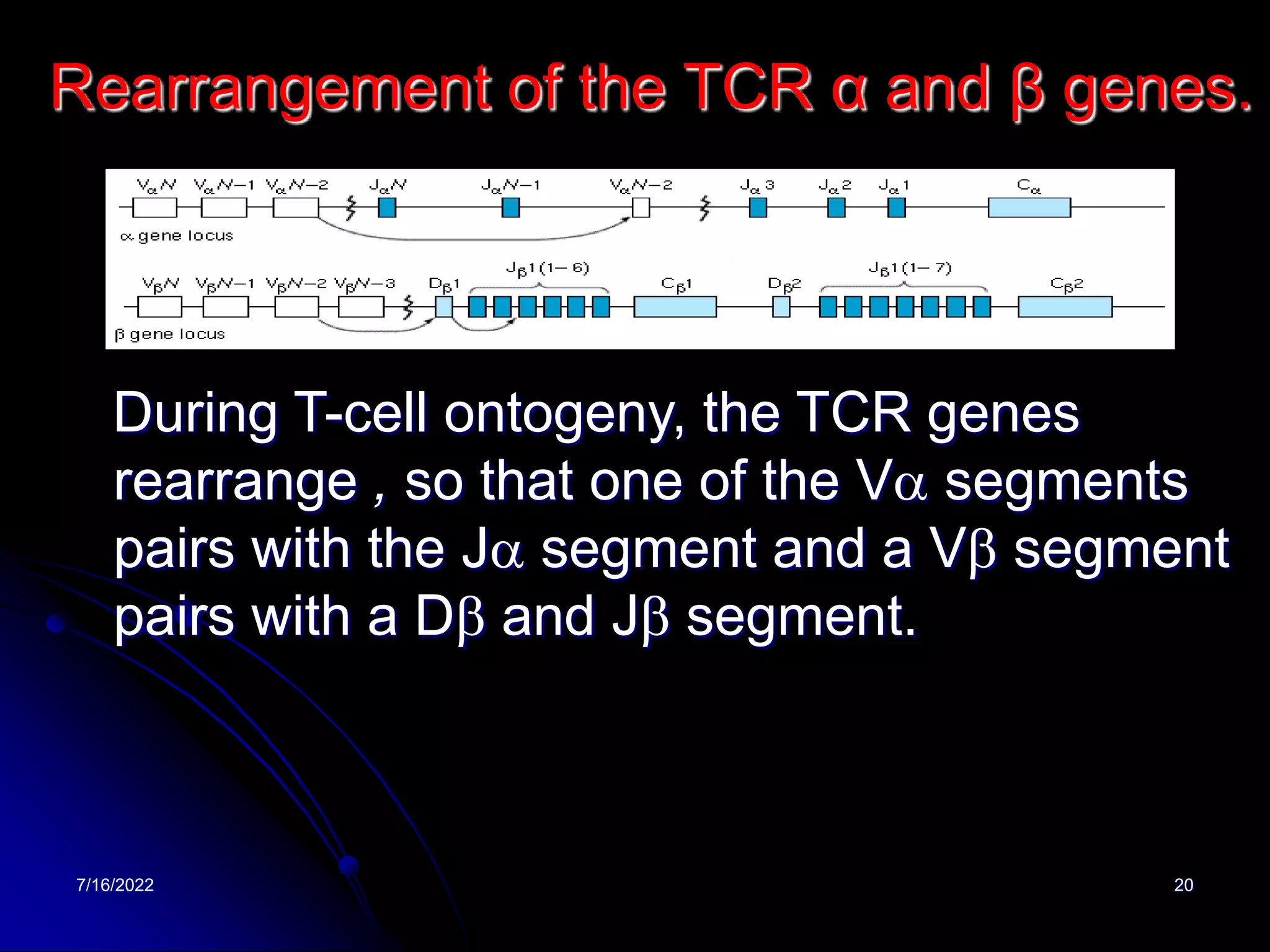 7/16/2022 20
Rearrangement of the TCR α and β genes.
During T-cell ontogeny, the TCR genes
rearrange , so that one of the Va segments
pairs with the Ja segment and a Vb segment
pairs with a Db and Jb segment.
 