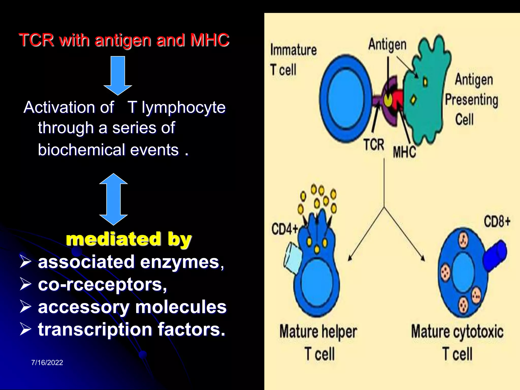 7/16/2022 21
TCR with antigen and MHC
Activation of T lymphocyte
through a series of
biochemical events .
mediated by
 associated enzymes,
 co-rceceptors,
 accessory molecules
 transcription factors.
 