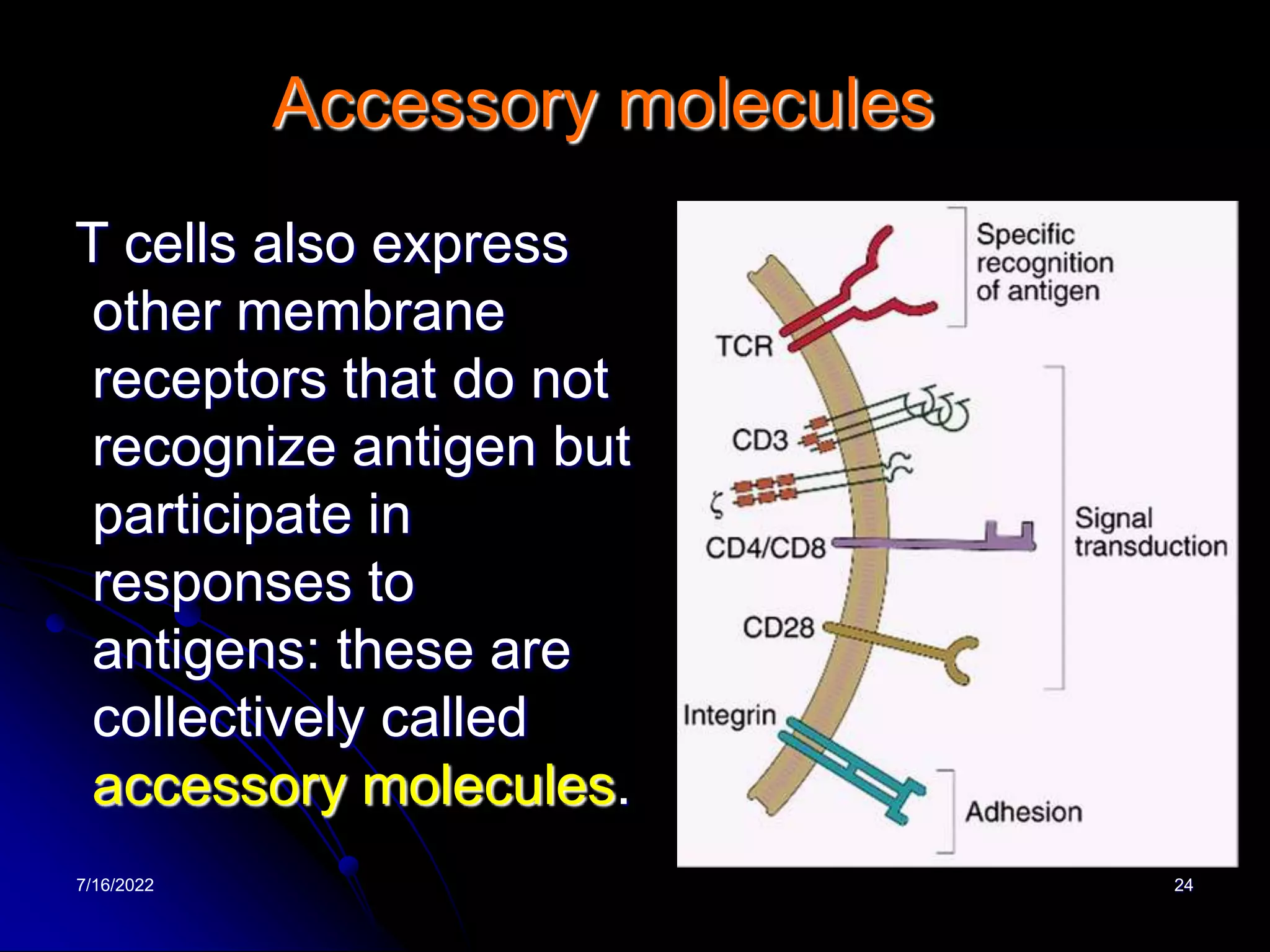 7/16/2022 24
Accessory molecules
T cells also express
other membrane
receptors that do not
recognize antigen but
participate in
responses to
antigens: these are
collectively called
accessory molecules.
 