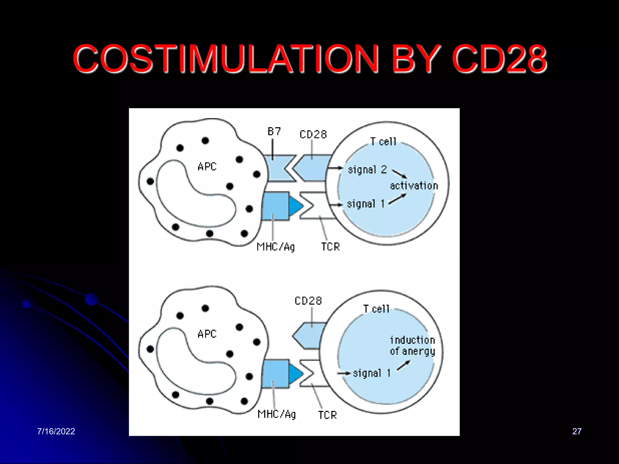 7/16/2022 27
COSTIMULATION BY CD28
 
