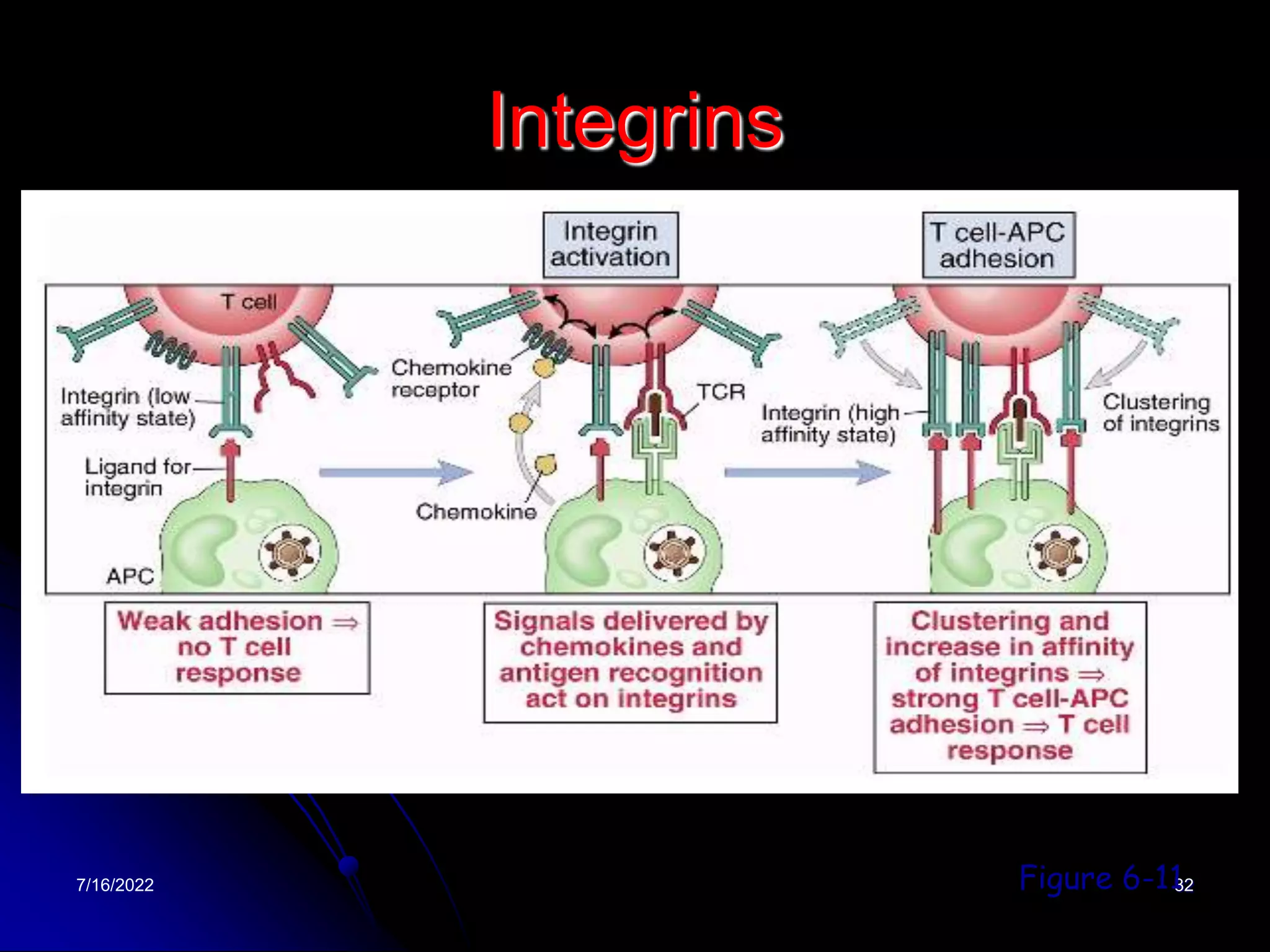 7/16/2022 32
Integrins
Figure 6-11
 