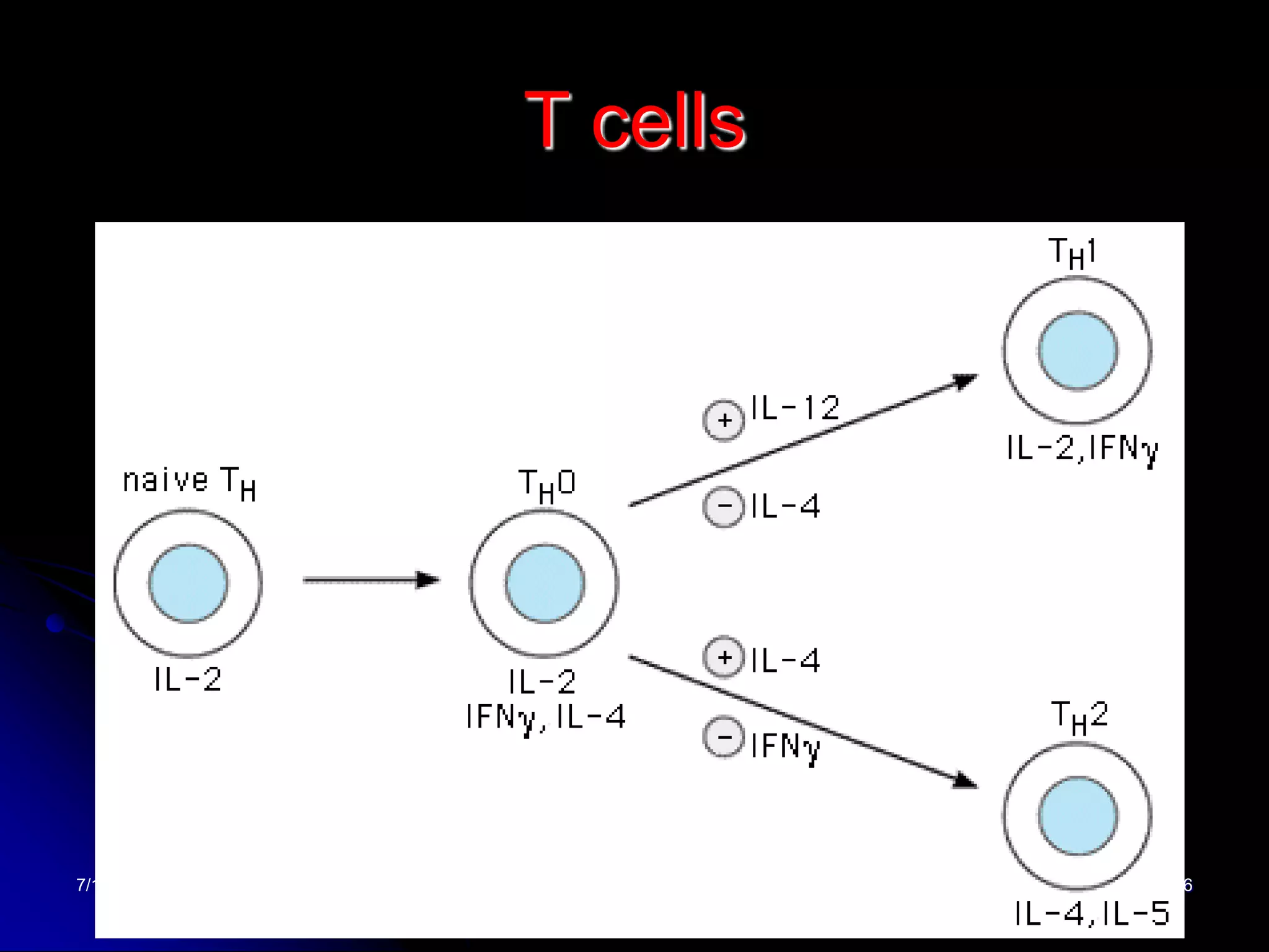 7/16/2022 36
T cells
 