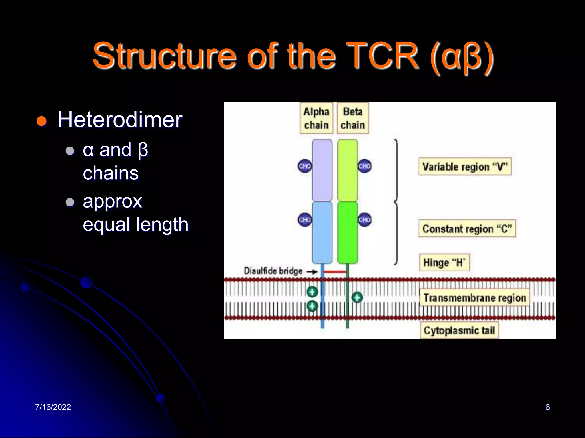 7/16/2022 6
Structure of the TCR (αβ)
 Heterodimer
 α and β
chains
 approx
equal length
 