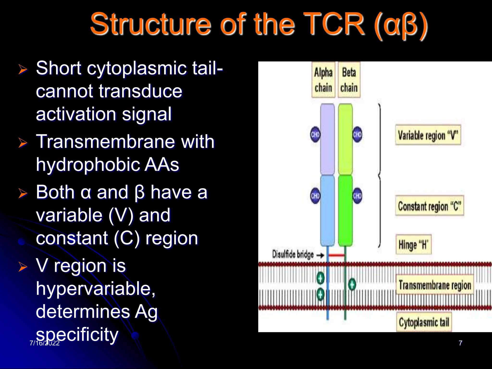 7/16/2022 7
Structure of the TCR (αβ)
 Short cytoplasmic tail-
cannot transduce
activation signal
 Transmembrane with
hydrophobic AAs
 Both α and β have a
variable (V) and
constant (C) region
 V region is
hypervariable,
determines Ag
specificity
 
