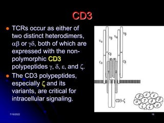 7/16/2022 16
CD3
 TCRs occur as either of
two distinct heterodimers,
ab or gd, both of which are
expressed with the non-
polymorphic CD3
polypeptides g, d, e, and z.
 The CD3 polypeptides,
especially z and its
variants, are critical for
intracellular signaling.
 