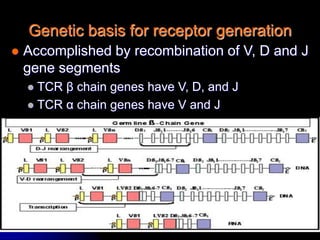 7/16/2022 19
Genetic basis for receptor generation
 Accomplished by recombination of V, D and J
gene segments
 TCR β chain genes have V, D, and J
 TCR α chain genes have V and J
 