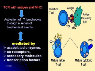 7/16/2022 21
TCR with antigen and MHC
Activation of T lymphocyte
through a series of
biochemical events .
mediated by
 associated enzymes,
 co-rceceptors,
 accessory molecules
 transcription factors.
 