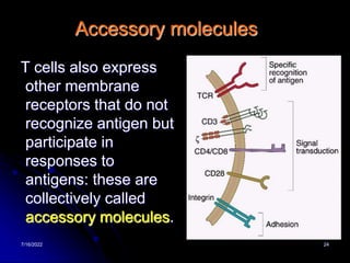 7/16/2022 24
Accessory molecules
T cells also express
other membrane
receptors that do not
recognize antigen but
participate in
responses to
antigens: these are
collectively called
accessory molecules.
 