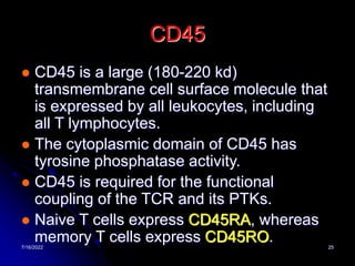 7/16/2022 25
CD45
 CD45 is a large (180-220 kd)
transmembrane cell surface molecule that
is expressed by all leukocytes, including
all T lymphocytes.
 The cytoplasmic domain of CD45 has
tyrosine phosphatase activity.
 CD45 is required for the functional
coupling of the TCR and its PTKs.
 Naive T cells express CD45RA, whereas
memory T cells express CD45RO.
 