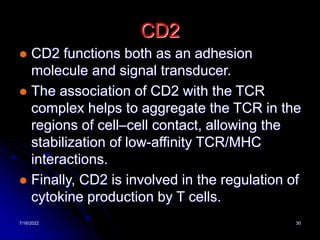 7/16/2022 30
CD2
 CD2 functions both as an adhesion
molecule and signal transducer.
 The association of CD2 with the TCR
complex helps to aggregate the TCR in the
regions of cell–cell contact, allowing the
stabilization of low-affinity TCR/MHC
interactions.
 Finally, CD2 is involved in the regulation of
cytokine production by T cells.
 