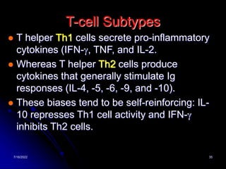7/16/2022 35
T-cell Subtypes
 T helper Th1 cells secrete pro-inflammatory
cytokines (IFN-g, TNF, and IL-2.
 Whereas T helper Th2 cells produce
cytokines that generally stimulate Ig
responses (IL-4, -5, -6, -9, and -10).
 These biases tend to be self-reinforcing: IL-
10 represses Th1 cell activity and IFN-g
inhibits Th2 cells.
 
