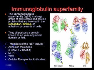 7/16/2022 39
Immunoglobulin superfamily
 The immunoglobulin
superfamily (IgSF) is a large
group of cell surface and soluble
proteins that are involved in the
recognition, binding, or
adhesion processes of cells.
 They all possess a domain
known as an immunoglobulin
domain or fold.
 Members of the IgSF include
 Adhesion molecules
(I CAM-1,V CAM-1)
 MHC
 TCR
 Cellular Receptor for Antibodies
 