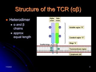7/16/2022 6
Structure of the TCR (αβ)
 Heterodimer
 α and β
chains
 approx
equal length
 