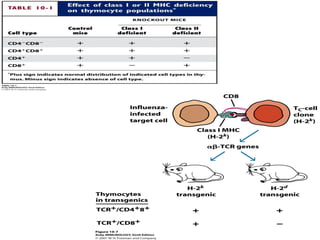 Insertion of rearranged
TCR genes suppress
other gene
rearrangements in these
mice
 