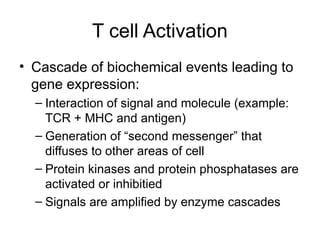 T cell Activation
• Cascade of biochemical events leading to
gene expression:
– Interaction of signal and molecule (example:
TCR + MHC and antigen)
– Generation of “second messenger” that
diffuses to other areas of cell
– Protein kinases and protein phosphatases are
activated or inhibitied
– Signals are amplified by enzyme cascades
 