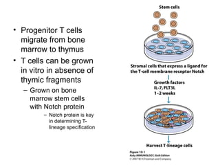 • Progenitor T cells
migrate from bone
marrow to thymus
• T cells can be grown
in vitro in absence of
thymic fragments
– Grown on bone
marrow stem cells
with Notch protein
– Notch protein is key
in determining T-
lineage specification
 