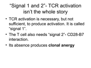 “Signal 1 and 2”- TCR activation
isn’t the whole story
• TCR activation is necessary, but not
sufficient, to produce activation. It is called
“signal 1”.
• The T cell also needs “signal 2”- CD28-B7
interaction.
• Its absence produces clonal anergy
 